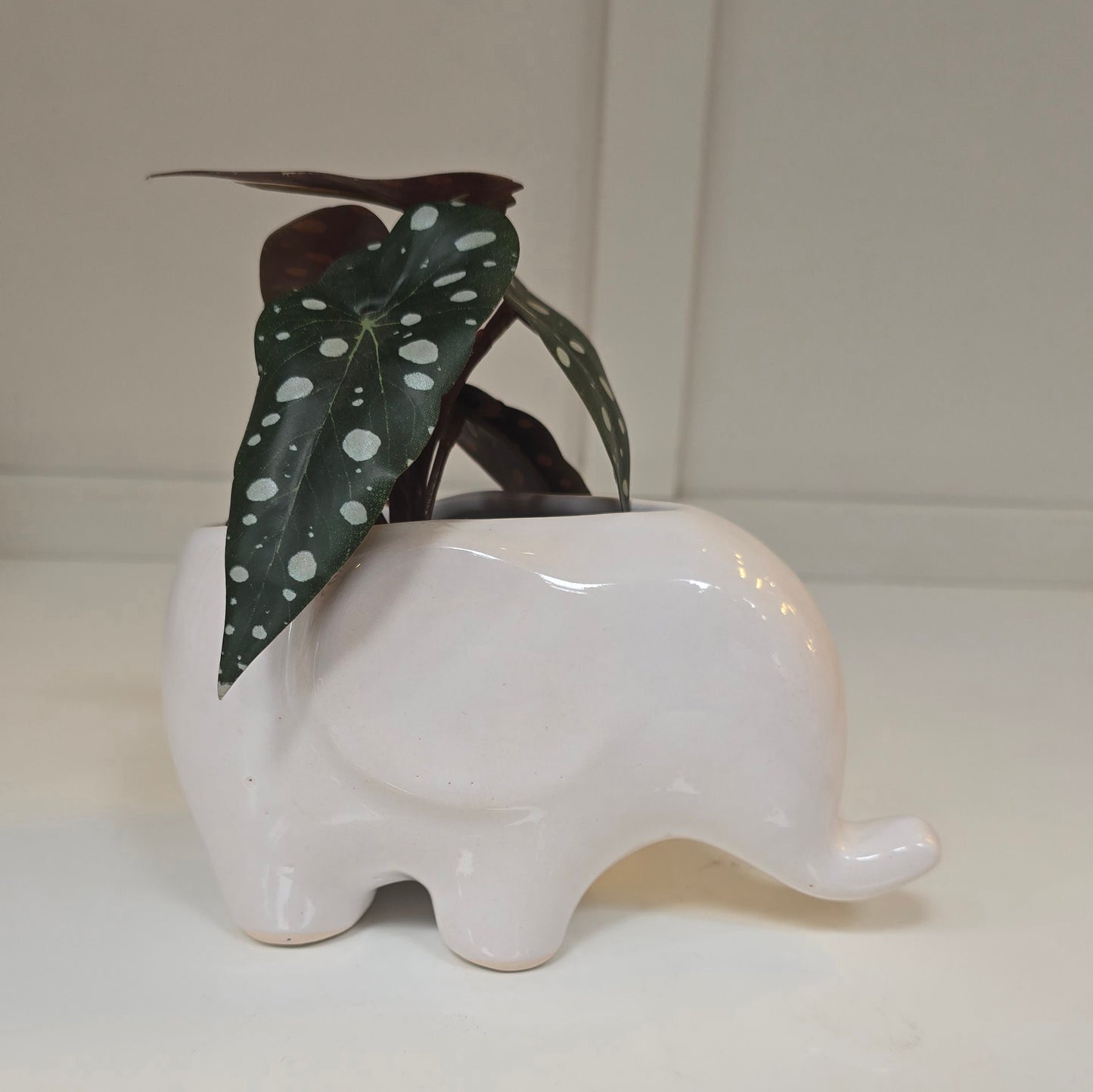 🐘 Maceta Elefante – Blanco Suave