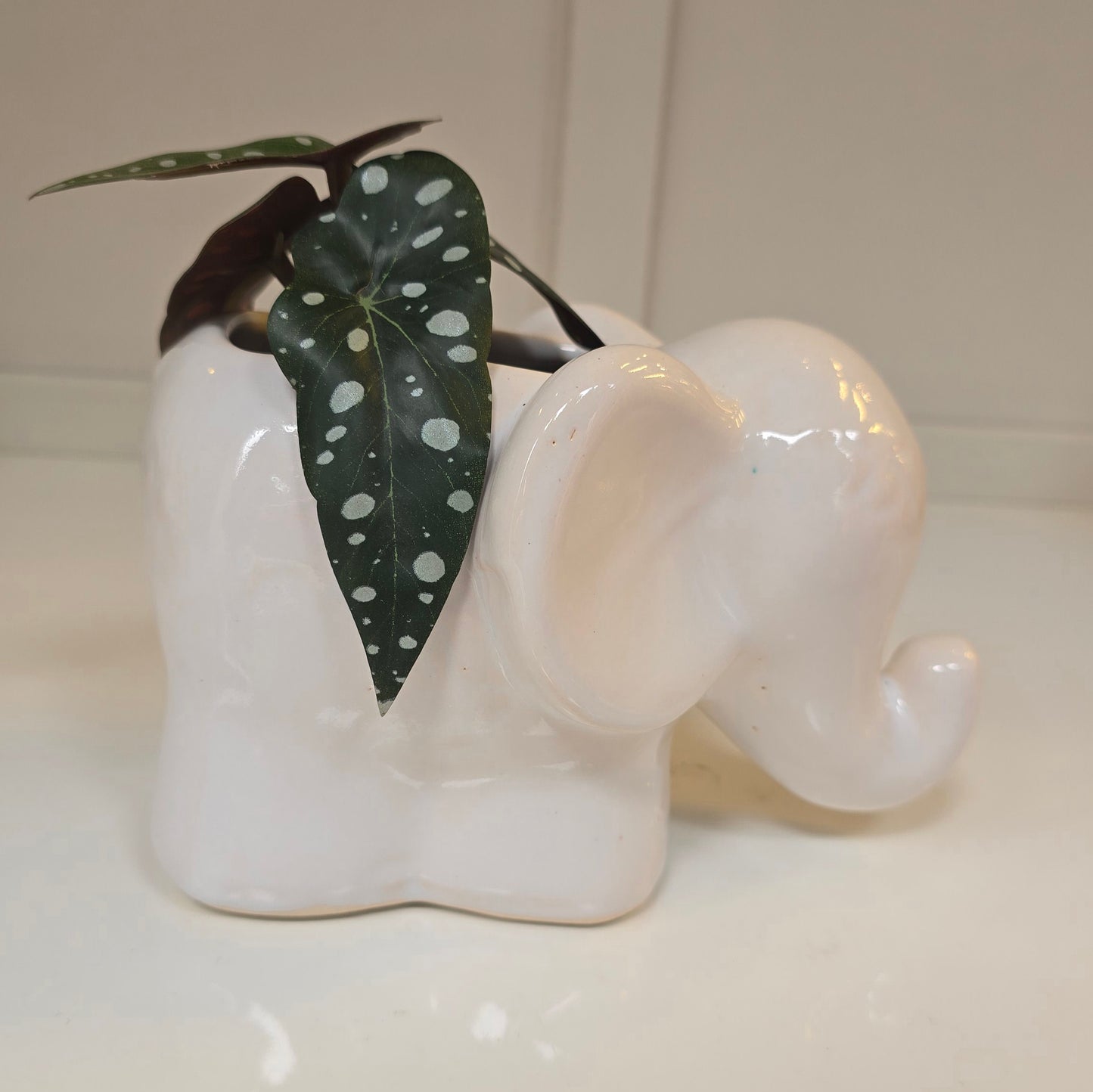 🐘 Maceta Elefante de Orejas Grandes – Blanco Suave