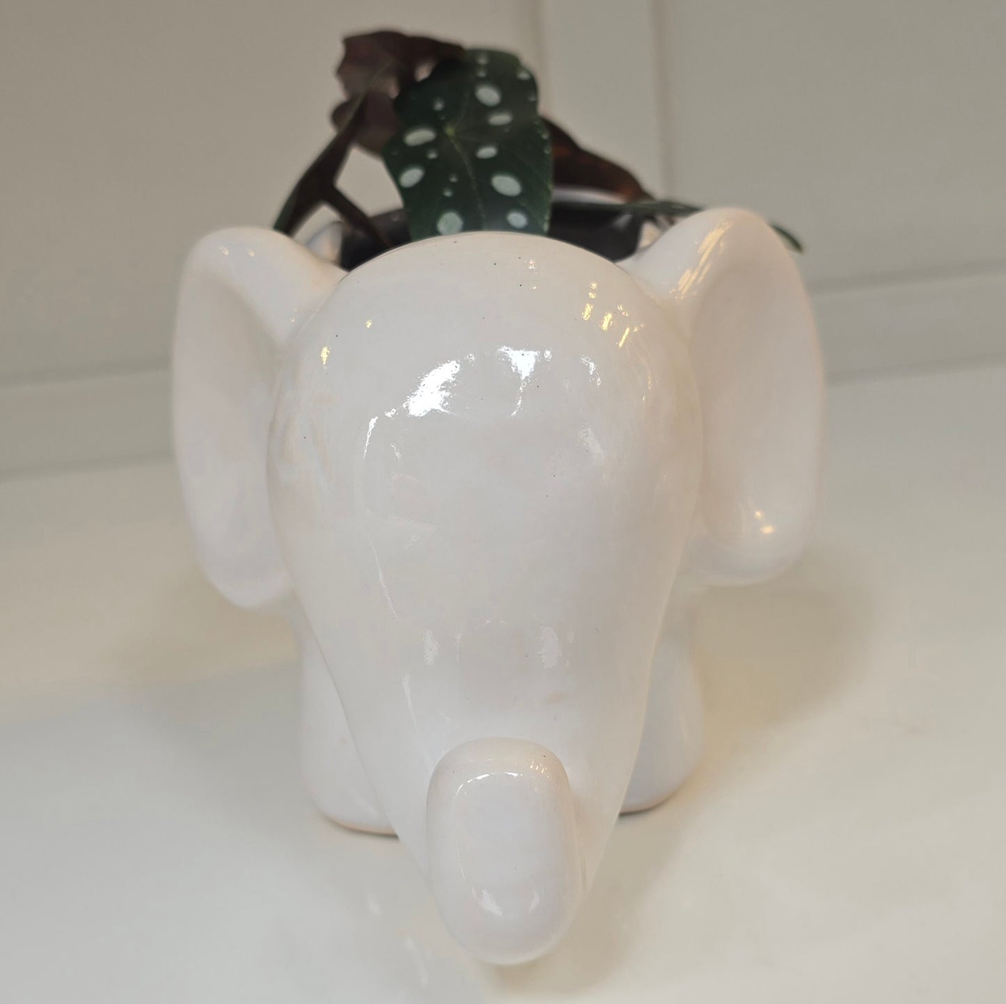 🐘 Maceta Elefante de Orejas Grandes – Blanco Suave
