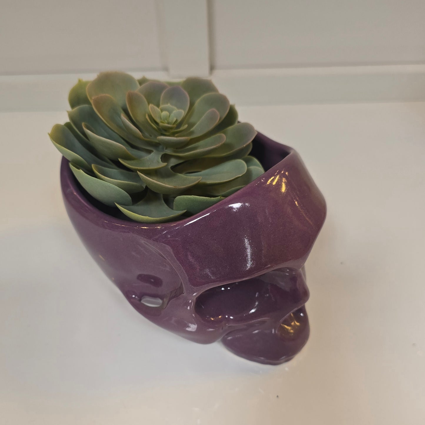 💀 Maceta Calavera Lila – Edición Rebel Glam