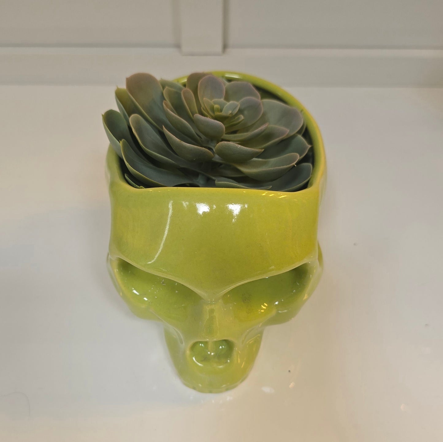 💀 Maceta Calavera Verde – Edición Funky Skull