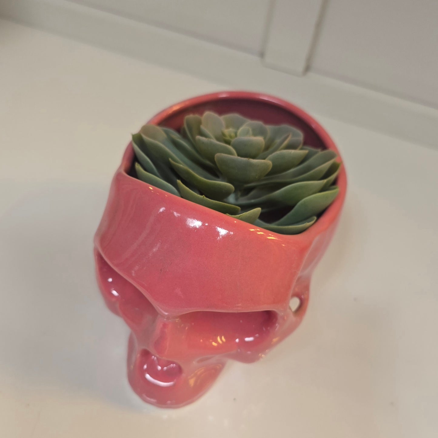 💀 Maceta Calavera Rosa – Edición Sweet Rebel
