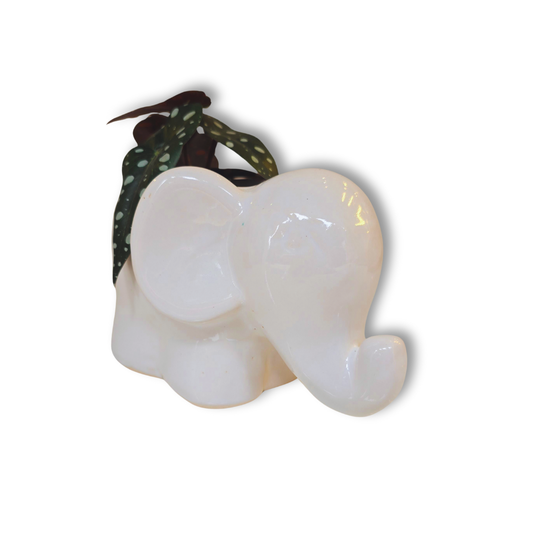 🐘 Maceta Elefante de Orejas Grandes – Blanco Suave