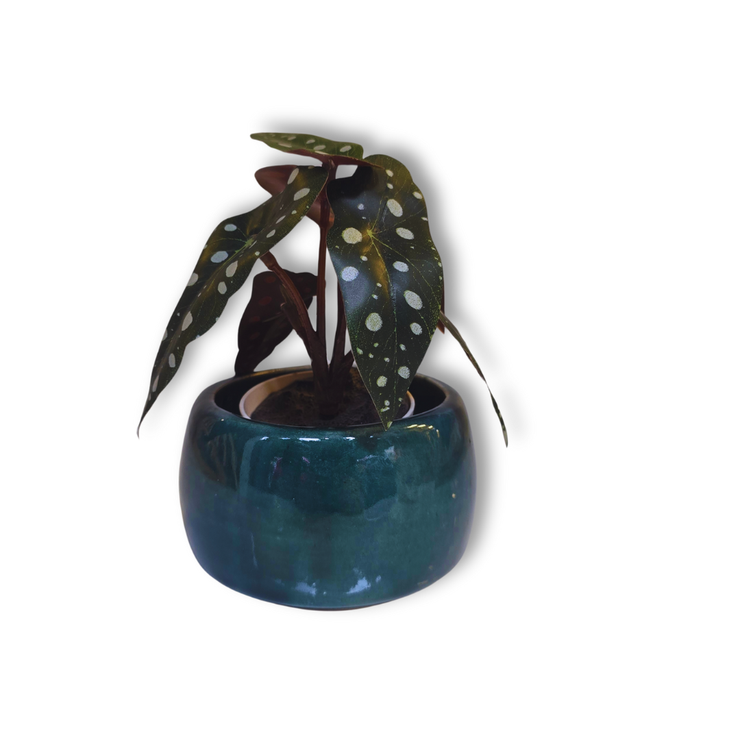 Maceta Verde Petróleo – Misteriosa, elegante y con alma bohemia 🌊🖤