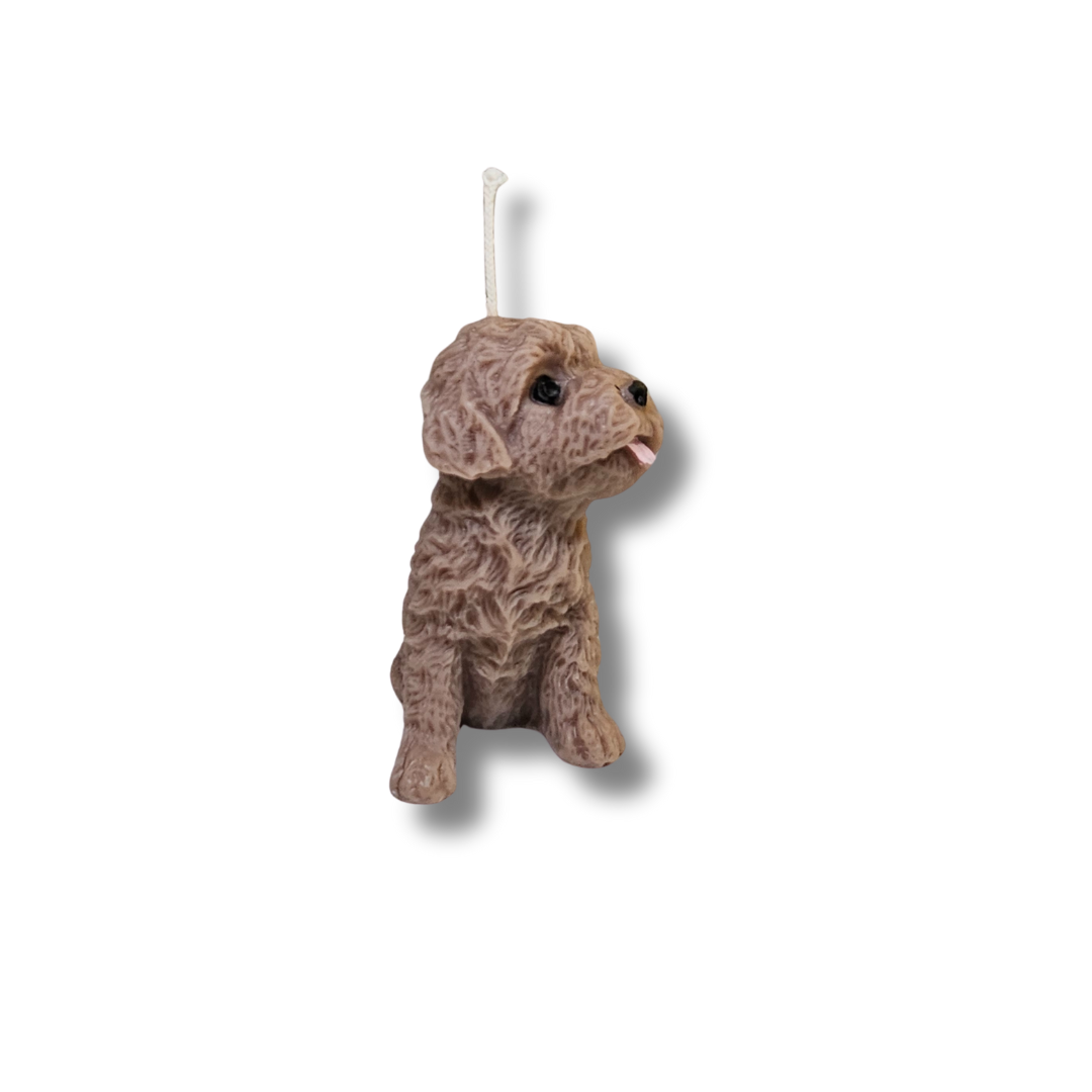 🐶🐾 Perrito Café Clarito Pelo Rizado