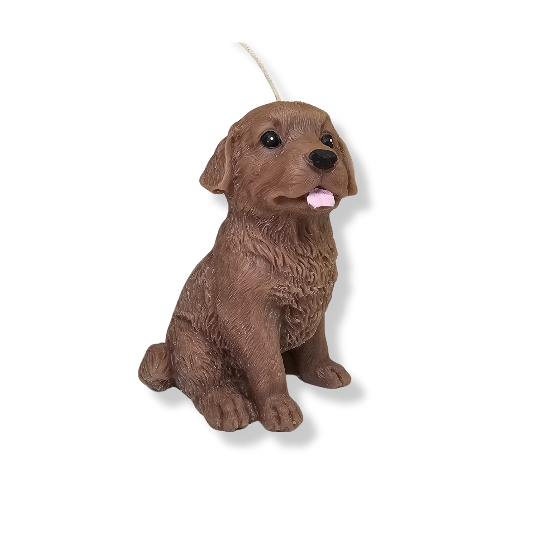💛 🐶 Señor Bonachón