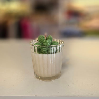 Vela - Mini Suculenta Cítricos