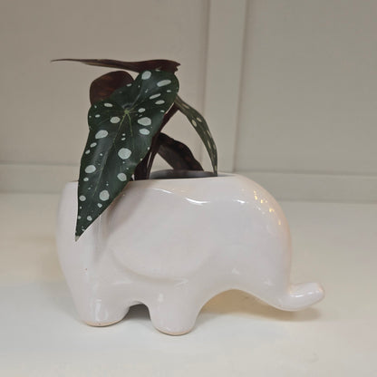 🐘 Maceta Elefante – Blanco Suave