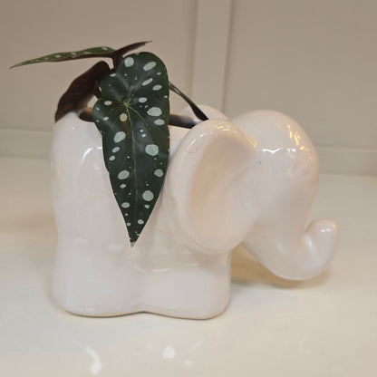 🐘 Maceta Elefante de Orejas Grandes – Blanco Suave