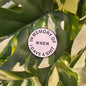 Pin | In memory of ...